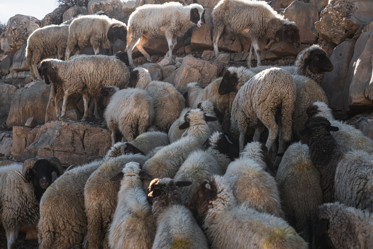 élevage beniouarain mouton