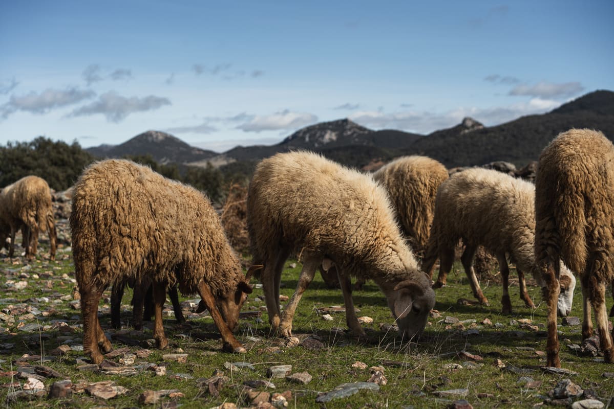 élevage mouton Beniouarain